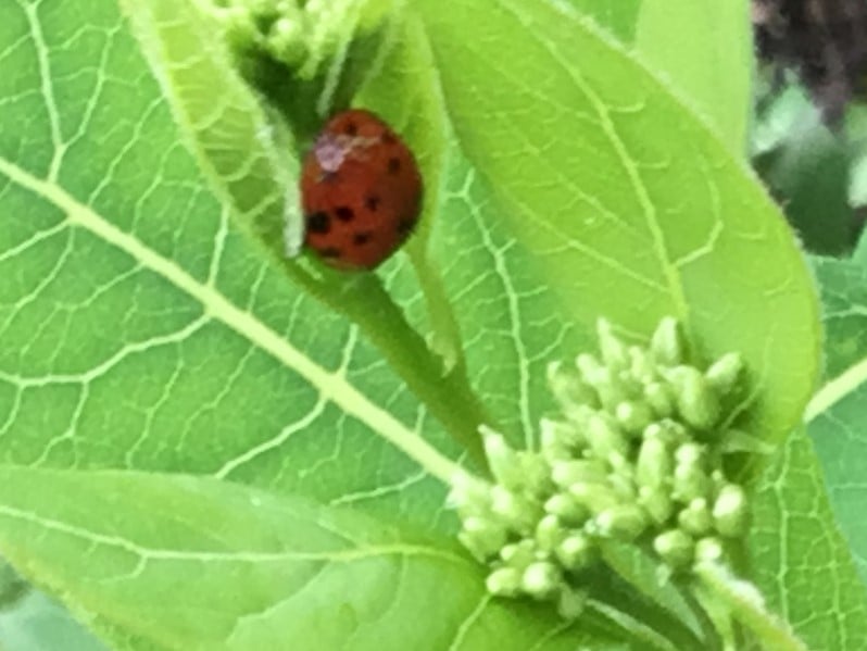 ladybug on a leaf ladybug on a leaf